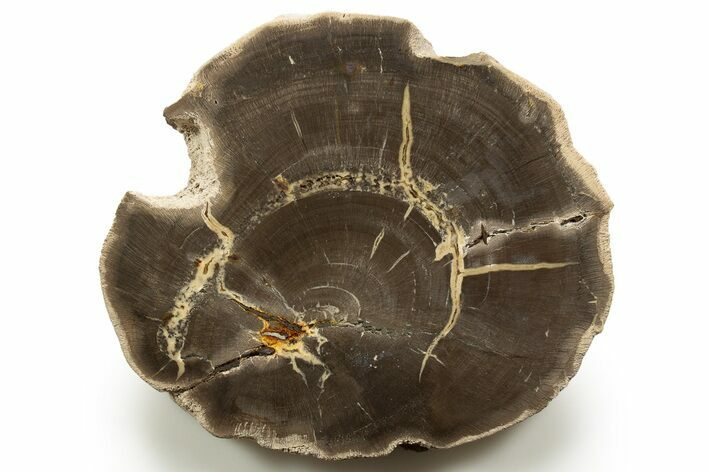 Polished Cretaceous Petrified Wood Round - Texas #319269